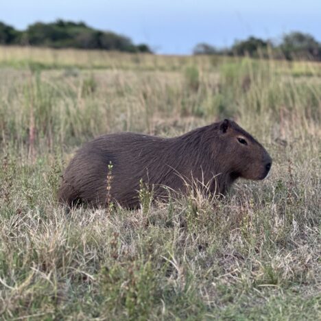 Parque Nacional Iberá, 11/22, Argentína